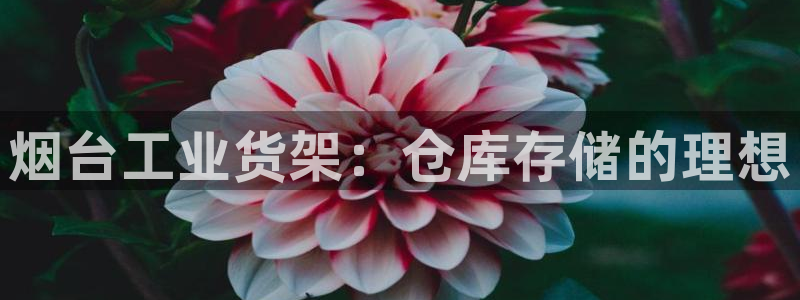 杏运代理