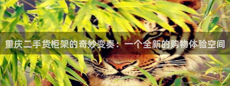 杏运相伴