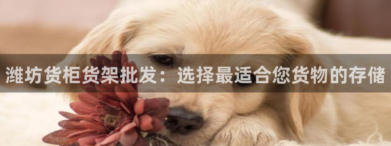 杏运注册登录：潍坊货柜货架批发：选择最适